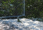 PICTURES/Tourist Sites in Florida Keys/t_Big Pine House - Iguana 1.JPG
